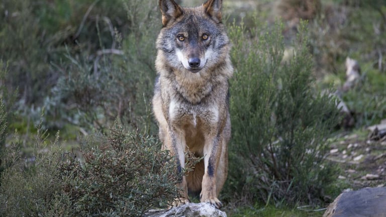 Reintroducing Wolves to Scottish Highlands Could Boost Forest Growth, Cut Carbon Emissions by 1 Million Tonnes