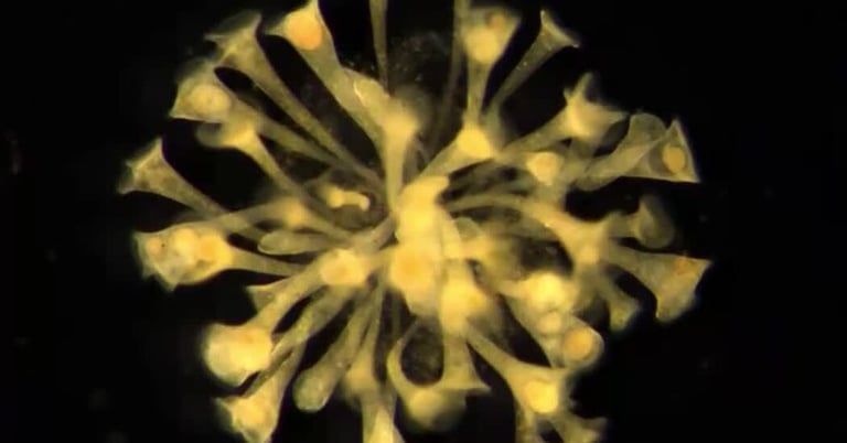 Stentor Study Reveals Single-Celled Organisms' Cooperative Behavior Resembling Human Survival Strategies