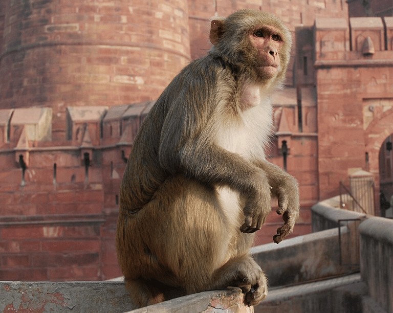Study Reveals Shared Geometric Intuition in Humans and Nonhuman Primates