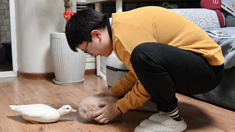 AI Companions Gain Popularity in China, Offering Emotional Support Amid Social Changes