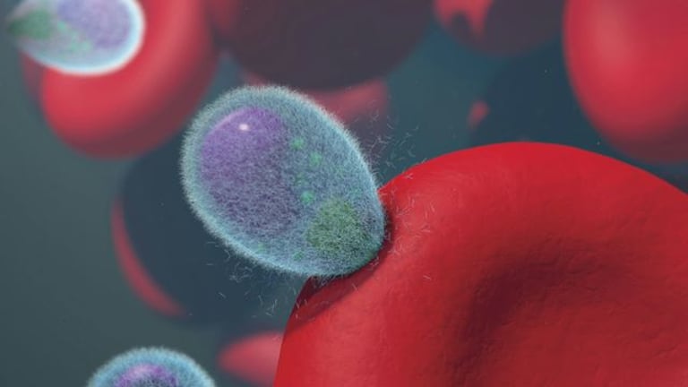 Breakthrough Discovery: FIKK Kinases Offer Hope for New Malaria Treatments