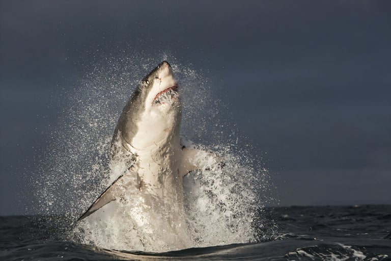 Disappearance of Great White Sharks in False Bay Sparks Ecological Upheaval in South African Waters