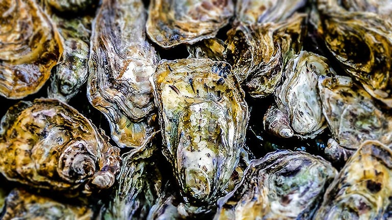 Oyster Protein Shows Promise in Fighting Antibiotic-Resistant Superbugs, Study Reveals