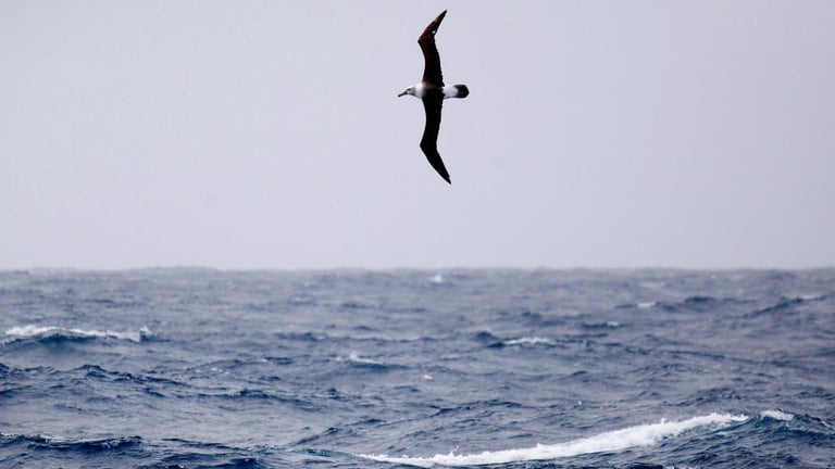 Australia Expands Marine Park, Surpassing Global Conservation Goals but Faces Criticism Over Wildlife Protection