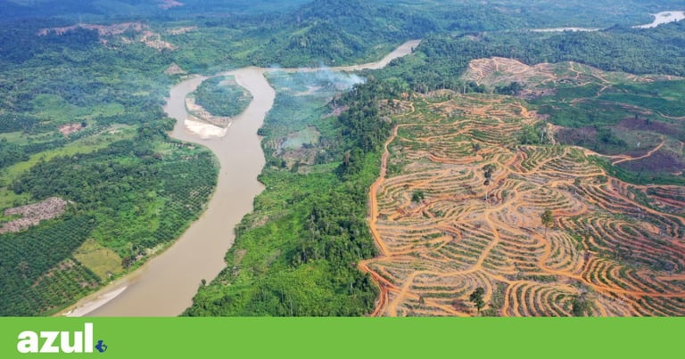 EU Delays Anti-Deforestation Law Amid Controversy and Technical Glitches