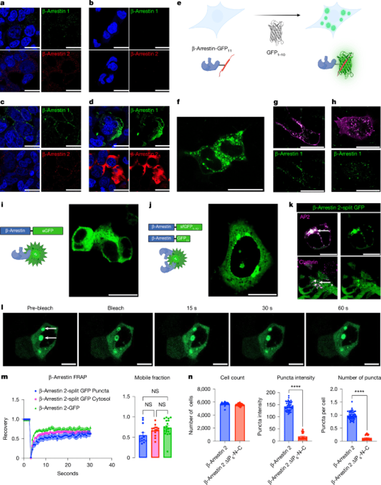 GPCR Activation Unveils Orientation-Dependent β-Arrestin Oligomerization Patterns, Influencing Endocytosis and Signaling