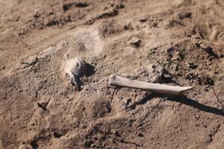 4,000-Year-Old Sheep Reveals New Insights into Ancient Plague Spread