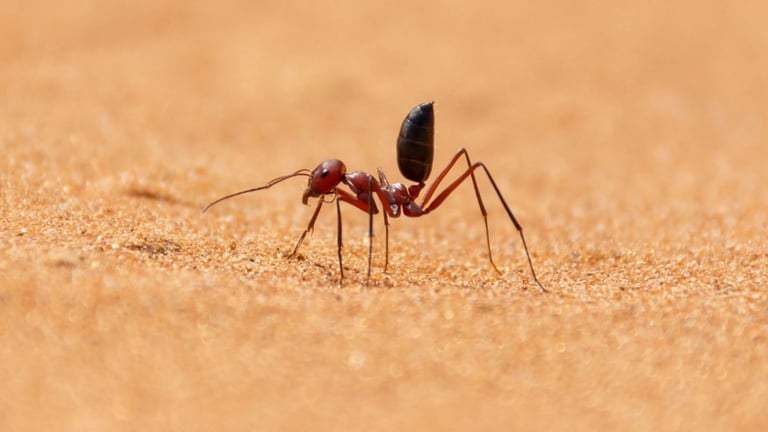 Chinese Researchers Develop Ant-Inspired Chip to Revolutionize Polarized Light Detection