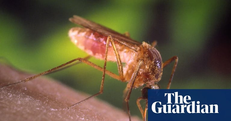 Mosquito Surge Threatens Southern California: Record West Nile Cases and Aggressive Aedes Spread