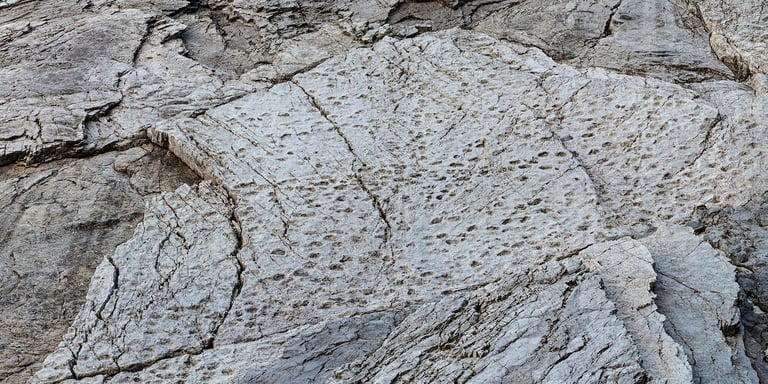 Stunning Dinosaur Footprints Unearthed in Italy: A Prehistoric Gift for Future Generations and the 2026 Olympics