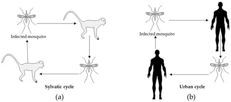 Battling Mosquitoes: New Strategies and Natural Solutions to Combat Deadly Diseases