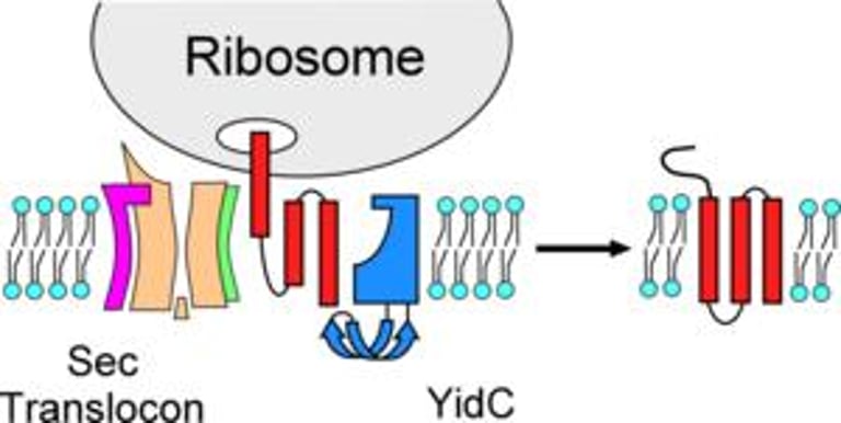 Revolutionary Study Uncovers New Pathway for Bacterial Membrane Protein Insertion, Redefines Evolutionary Understanding