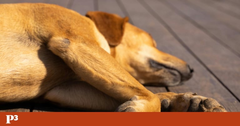 EU Court Sides with Airline in Pet 'Baggage' Dispute, Highlighting Legal Gaps in Animal Transport
