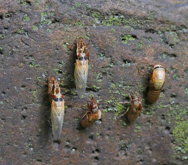 Billions of Cicadas Set for Historic Dual Emergence in Midwest After 221 Years