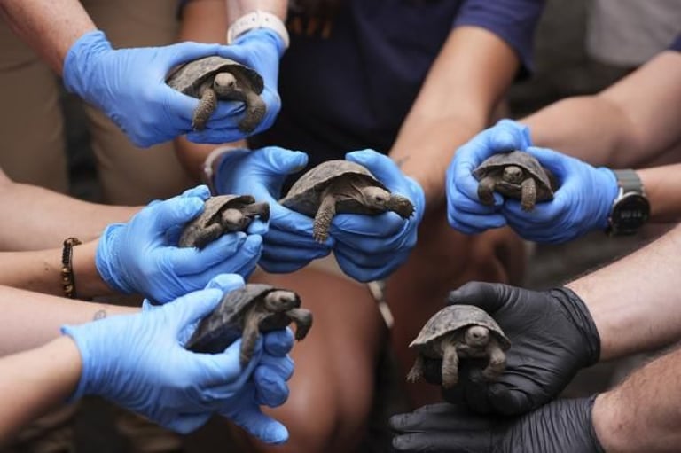 Philadelphia Zoo's Oldest Tortoises Celebrate Hatchlings, Boosting Conservation Efforts