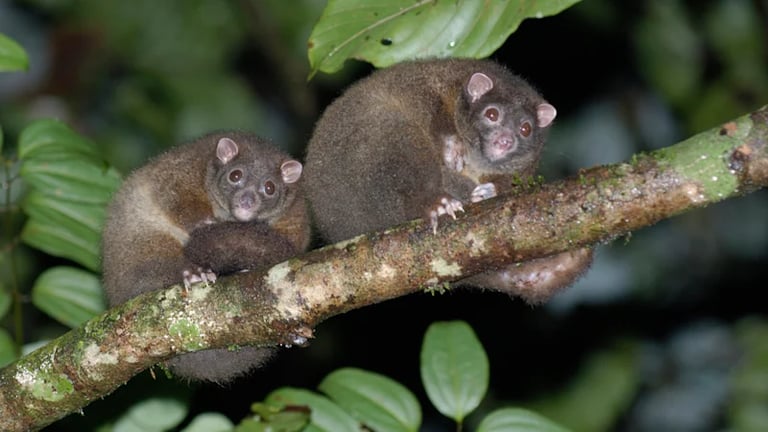 Australia Adds 34 Species to Endangered List, Urges Stronger Protections Against Extinction