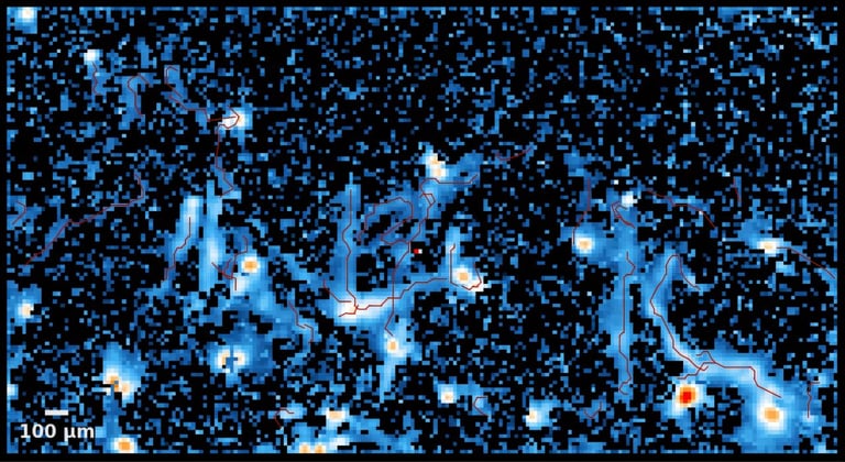 Breakthrough in ALS Research: New Method Cultures Motor Neurons for Drug Discovery