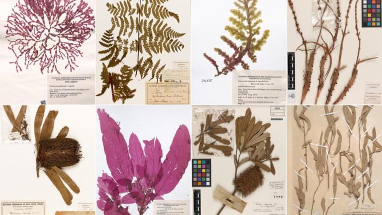 Sydney Botanic Gardens Digitizes 1 Million Plant Specimens, Unveils Vast Digital Archive