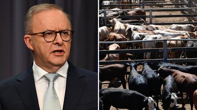 Australia Lifts US Beef Ban, Critics Demand Transparency Over Biosecurity Concerns