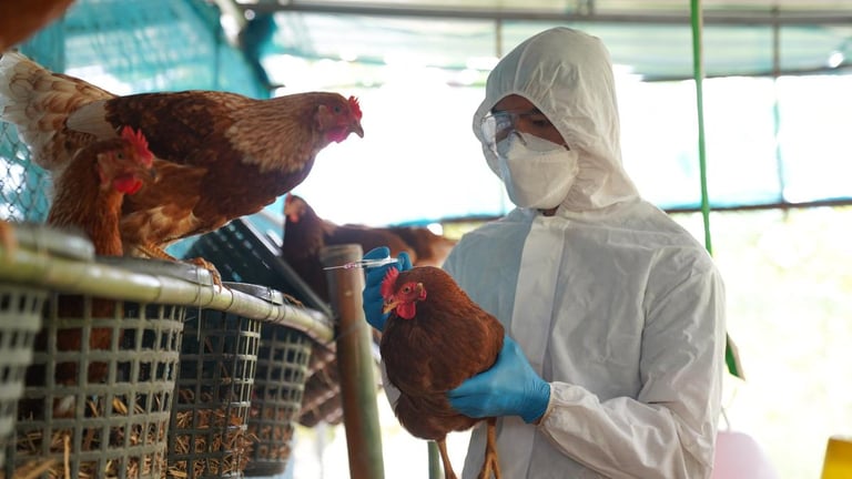 Australia Faces Potential First Mainland H5N1 Bird Flu Case as Sick Bird Tests Positive