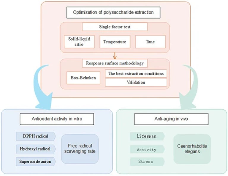 Red Worm Peptides Combat Oxidative Stress: Study Reveals Potential Therapeutic Benefits