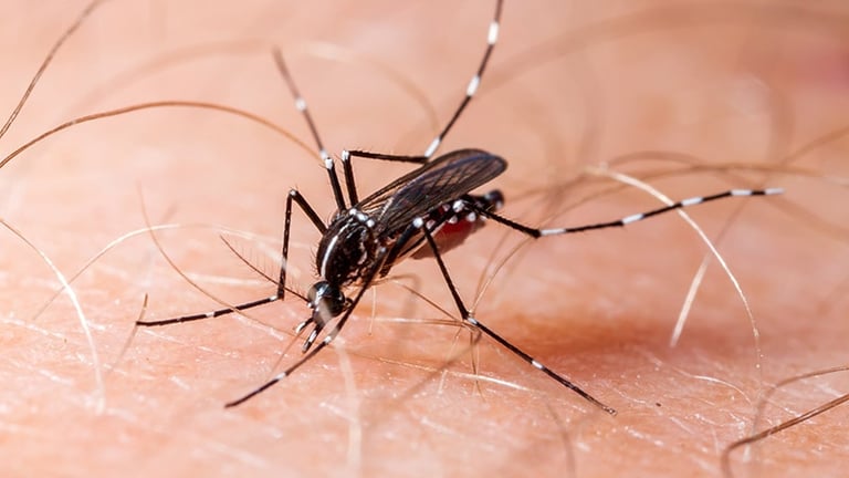 West Nile Virus Detected in UK Mosquitoes: Surveillance Boosted Amid Concerns