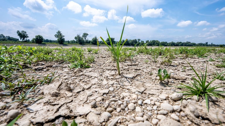 Climate Change Intensifies European Drought Crisis: Urgent Action Needed to Prevent Future Catastrophes