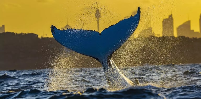 New MiCO Map Revolutionizes Marine Conservation with Global Migratory Insights