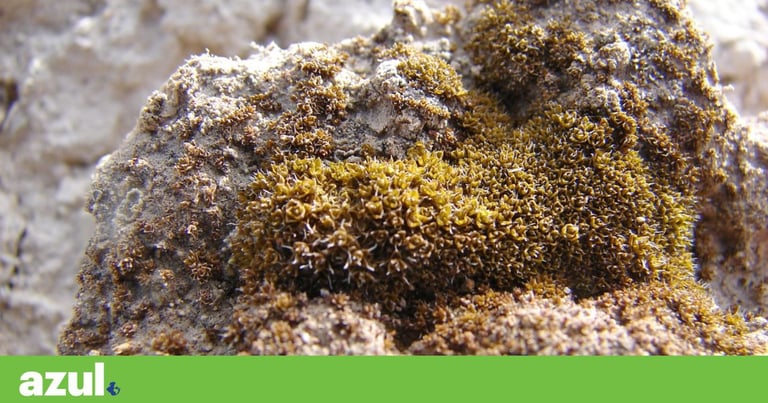 Super Resilient Moss Identified as Key to Sustaining Future Mars Colonies