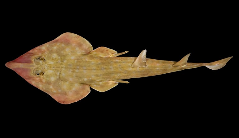 Ocean Census Unveils 866 New Marine Species, Including Guitar Shark and Venomous Snail