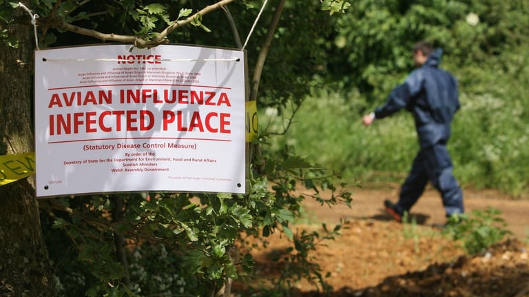 WHO Alarmed as Bird Flu Spreads to Cattle and Humans, Risking Pandemic