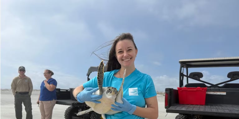 South Carolina Aquarium Marks 480th Sea Turtle Release, Showcasing Conservation Success
