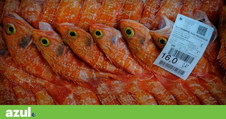 Bottom Trawling Costs Europe Billions, Threatens Biodiversity and Climate: Call for Immediate Ban in MPAs