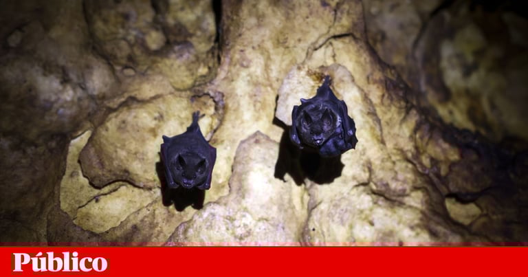 20 New Bat Viruses Discovered in China: Potential Risks and Ecological Solutions Explored