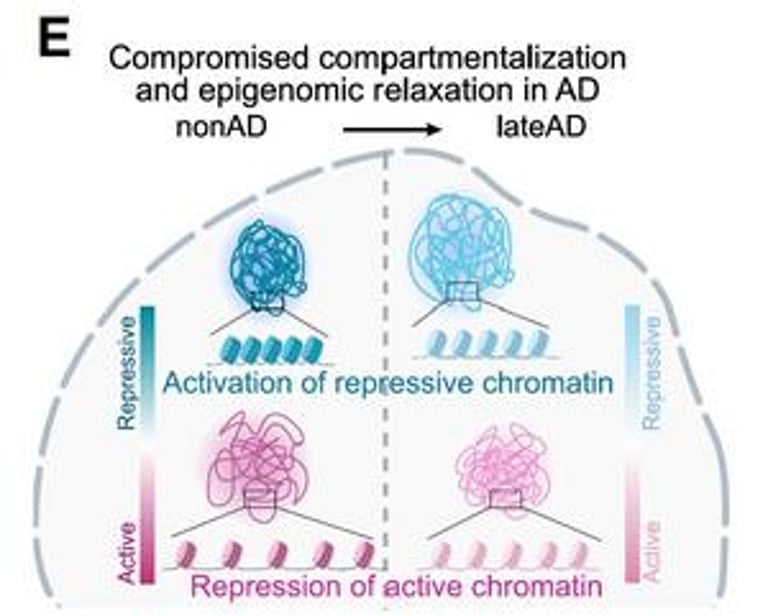 New Study Links Epigenomic Deterioration to Alzheimer's Progression, Unveils Potential Therapeutic Targets