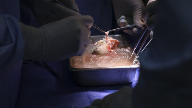 FDA Greenlights First Clinical Trial of Gene-Edited Pig Kidney Transplants for Human Patients