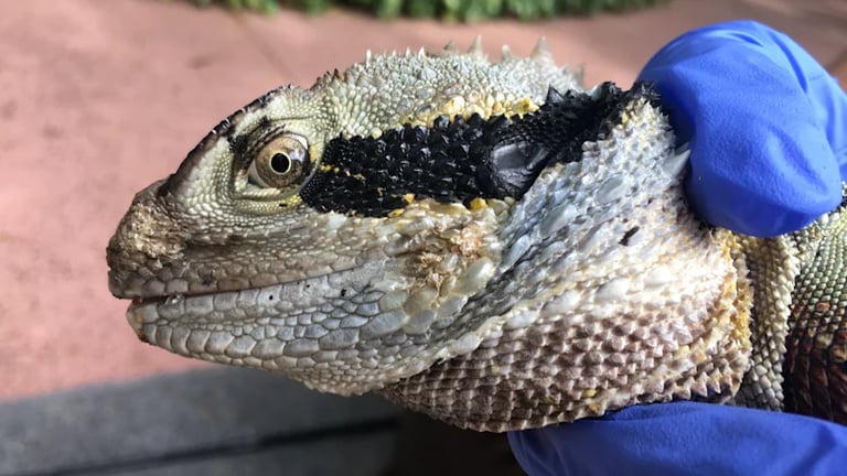 Deadly Fungus Threatens to Decimate Australia's Reptile Population, Experts Warn