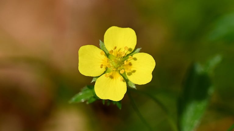 Wildflower Power: Tormentil Extract Enhances Antibiotic Efficacy Against Resistant Bacteria