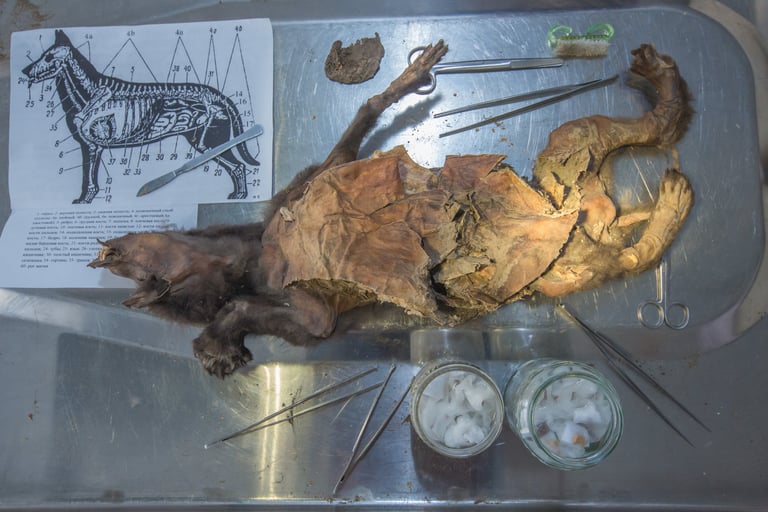 Woolly Rhino Genome from Wolf Stomach Reveals Climate-Driven Extinction, Not Human Hunting