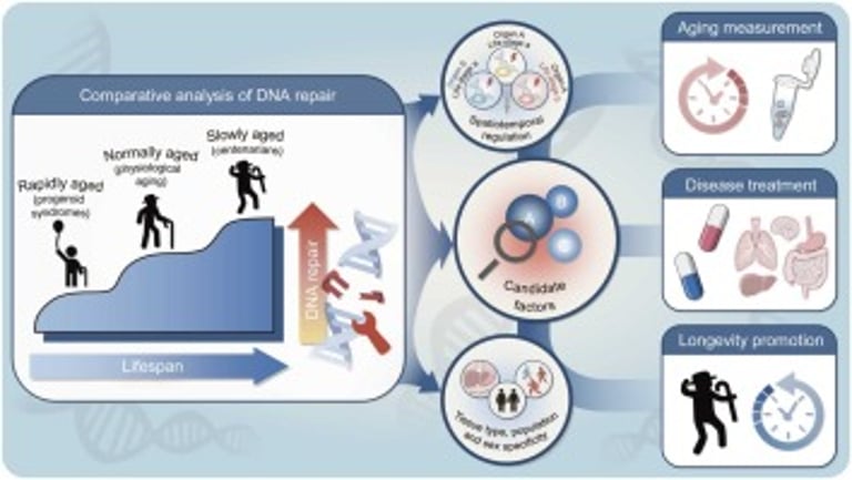 Enhanced DNA Repair Mechanisms: Key to Longevity and Combating Age-Related Diseases