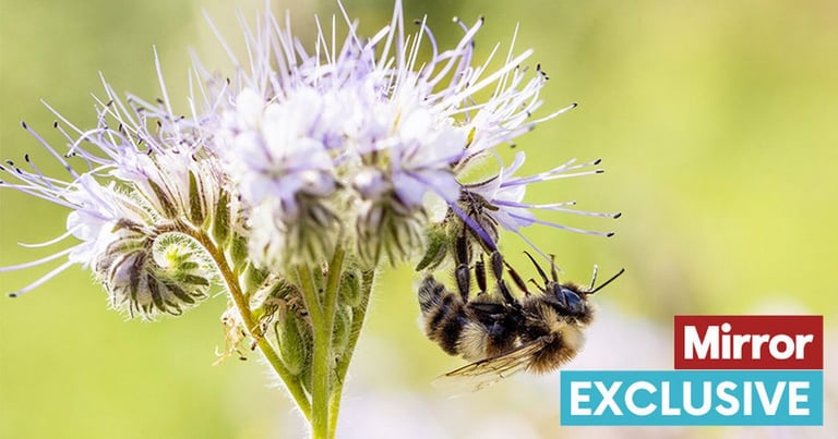 Over 1.6 Million Brits Demand Ban on Bee-Killing Pesticides Amid Declining Bee Populations