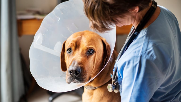 UK Veterinary Sector Undergoes Historic Overhaul: Transparency and Competition Boosted with New Pricing Rules