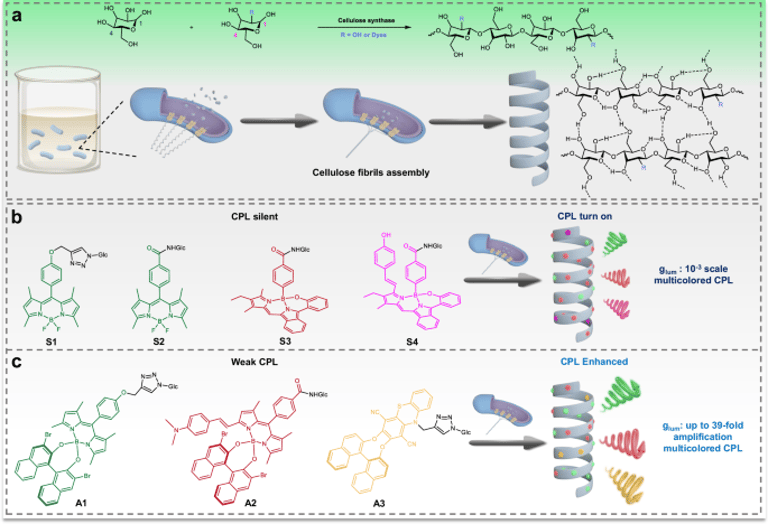 Revolutionary Bacterial Fermentation Boosts Eco-Friendly Circularly Polarized Luminescence Material Production by 39-Fold