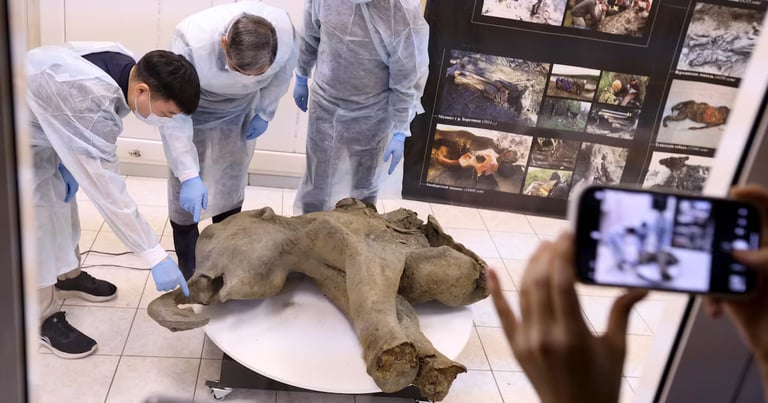 50,000-Year-Old Baby Mammoth Discovered in Siberia's Thawing Permafrost