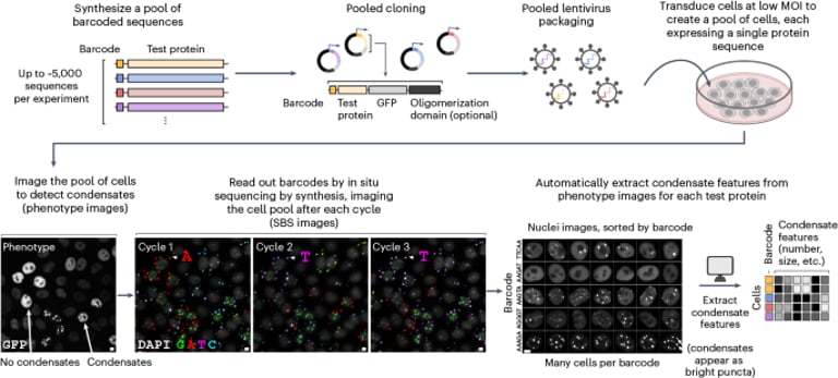 Revolutionary CondenSeq Method Unveils Secrets of Nuclear Protein Condensates