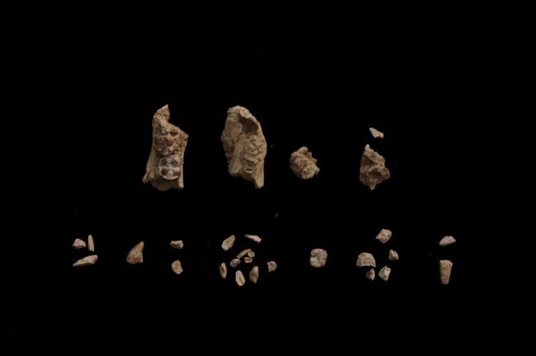 New Hominin Species Discovered: Australopithecus deyiremeda Coexisted with Lucy's Species, Offering Evolution Insights