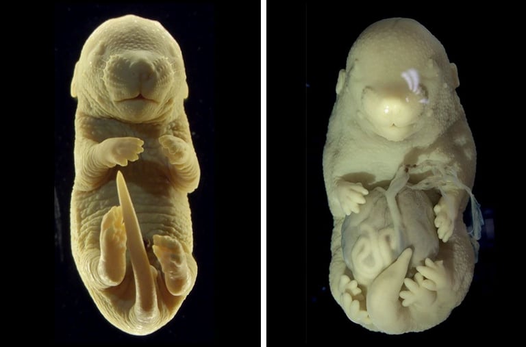 Six-Legged Mouse Embryo Reveals Evolutionary Development Secrets