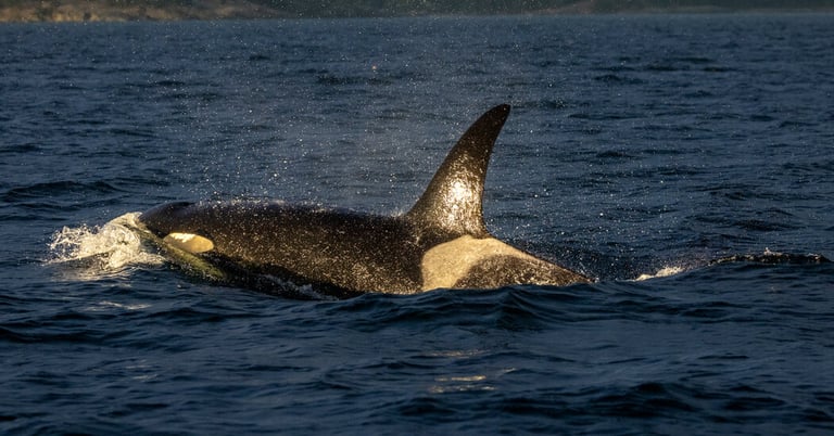 Whale Menopause Mystery Unveiled: Study Highlights Evolutionary Benefits for Extended Lifespan