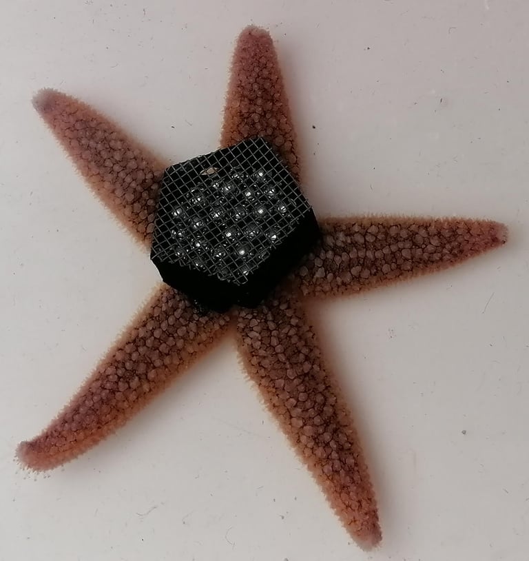 Sea Stars' Brain-Free Locomotion Inspires Next-Gen Soft Robotics
