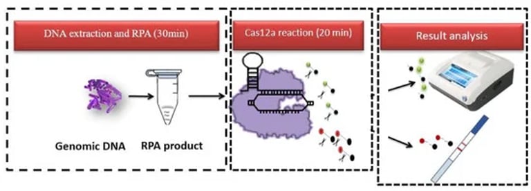 Revolutionary CRISPR Test Detects Shigella in Food Quickly and Cheaply